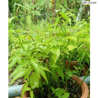 5 Cây giống bìm bịp - Mảnh Cọng - Xương Khỉ