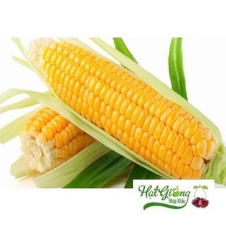 Hạt giống bắp mỹ ( ngô ngọt )30 hạt LINH NGOC