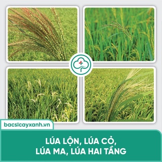Combo 5 gói xử xử lý lúa lộn, lúa cỏ, lúa 2 tầng BS11 Quản lý lúa lộn NSX Bacsicayxanh
