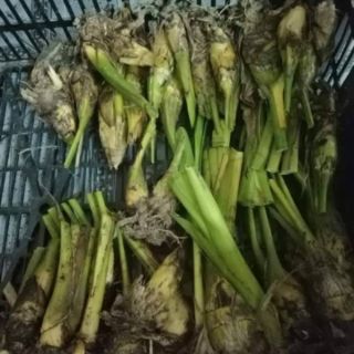 Củ hoa địa lan sato