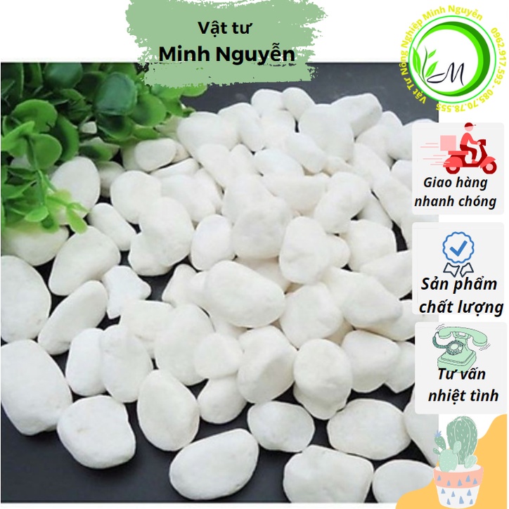 Sỏi trắng trồng cây trang trí chậu, tiểu cảnh bể cá, đá trắng rắc mặt cây để bàn, cây nội thất
