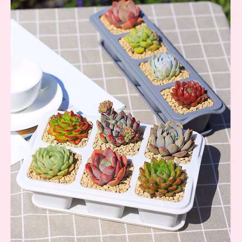 Chậu trồng cây hoa đá ,sen đá,xương rồng Oliz-T1