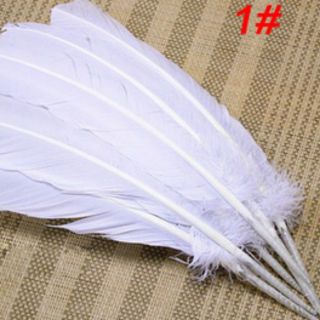 Thông điếu  lông gà