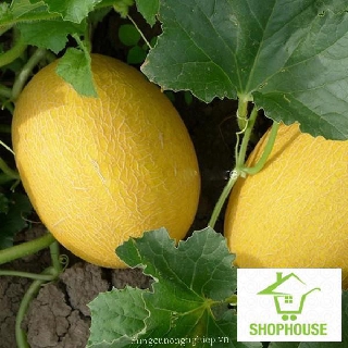 shophouse 20 Hat giống quả dưa lưới vàng  SHOP HOUSE  TẾT KHUYẾN MẠI