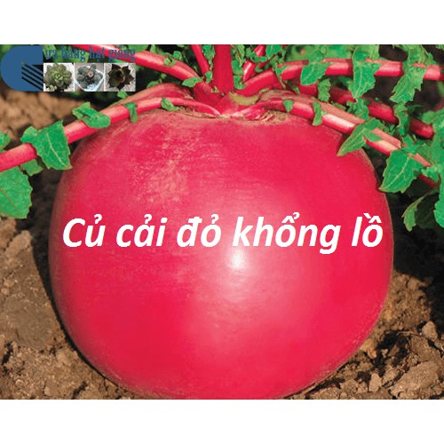 GÓI 10 HẠT GIỐNG CỦ CẢI ĐỎ KHỔNG LỒ