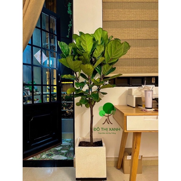BÀNG SINGAPORE sang trọng và thanh lọc không khí cho căn hộ của bạn