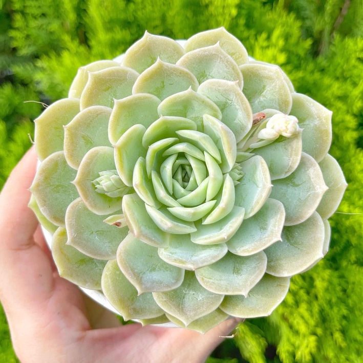 Sen đá ngọc bích 9-11cm - Vườn sen đá