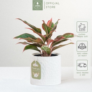 Phú quý x chậu gốm sứ ami size 10 cm - cây để bàn làm việc
