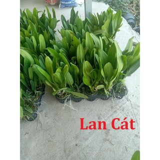 Hoa Lan Cát