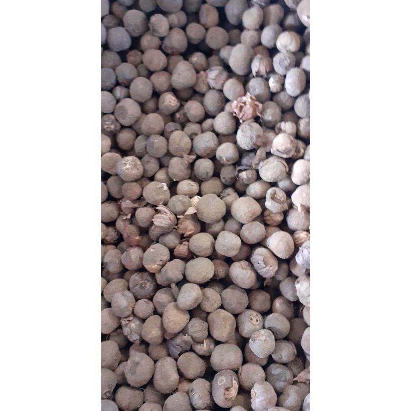 Hạt giống cây tếch (giá tỵ)
