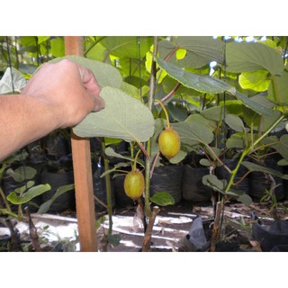 60H - HẠT GIỐNG CÂY KIWI