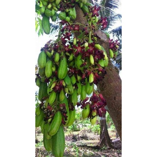 cây khế tàu, khế Tây