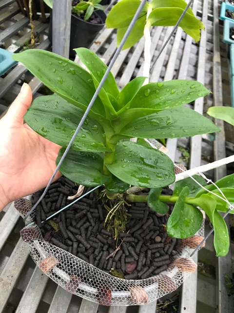 Hoa phong lan mua 3 🎁 thêm 1 kie