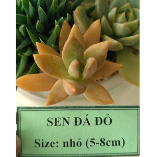 Sen đá đỏ - size nhỏ (5-8cm)