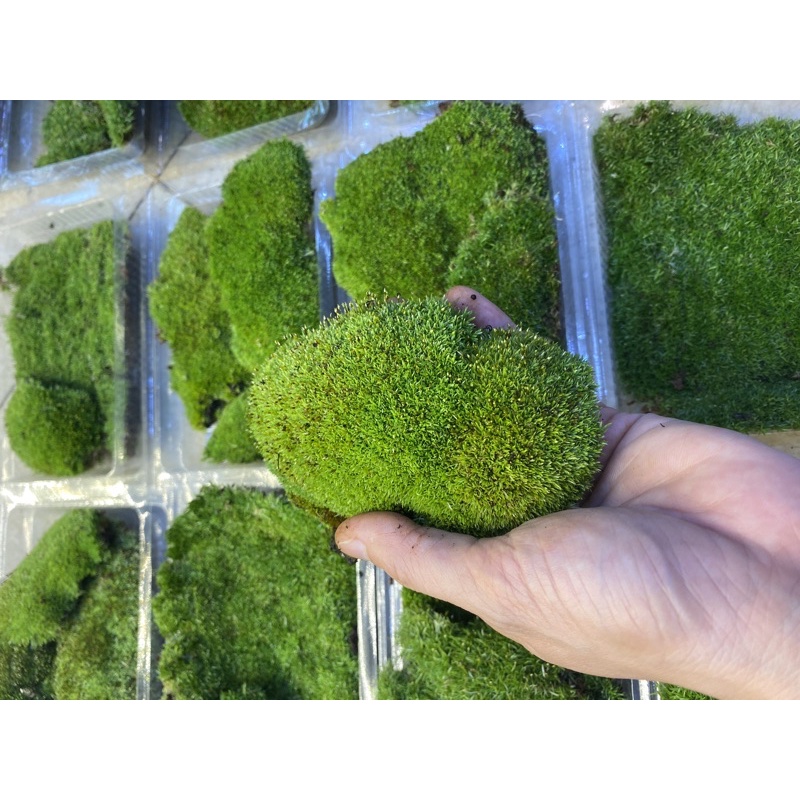 Rêu cỏ, rêu siêu bền thích hợp trồng bình terrarium, bán cạn, non bộ, tiểu cảnh, paludarium