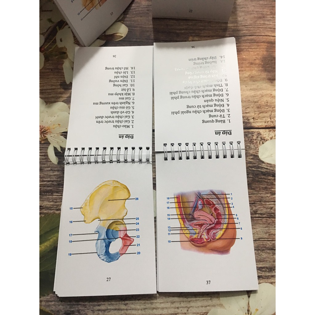 Combo Sổ tay giải phẫu 2 tập