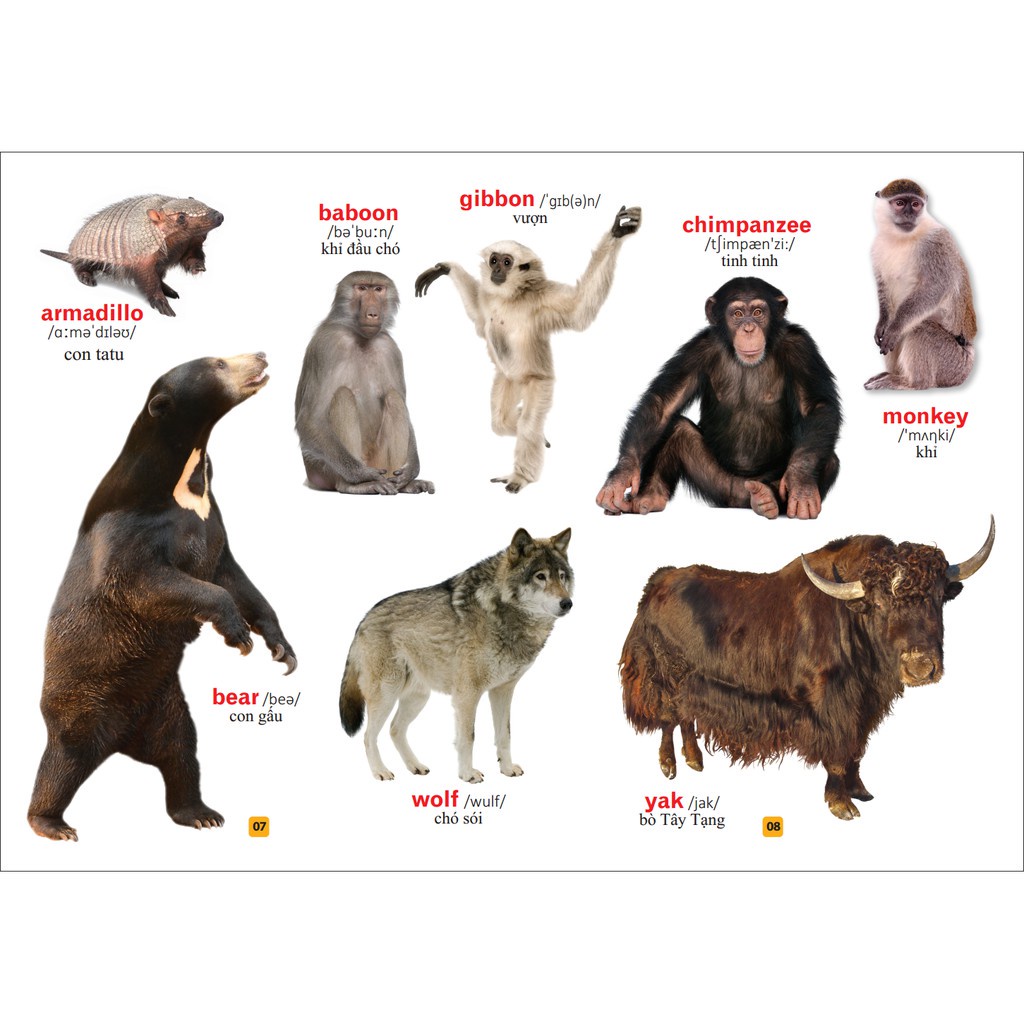 Sách - Từ điển bằng tranh - Thế giới động vật (bìa cứng)