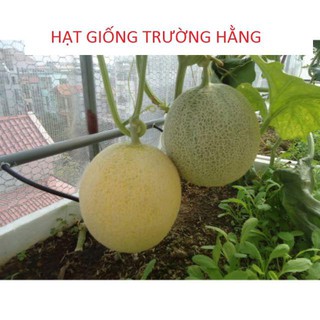 Hạt giống Dưa Lưới Tròn 10 Hạt