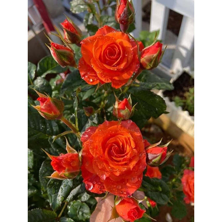 5 gốc hoa hồng ngoại nhiều màu - Mua 10 tặng kích rễ khi theo dõi shop
