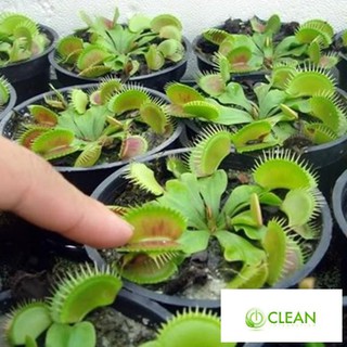 Hạt giống cây bắt côn trùng (cây bẫy kẹp) (15 hạt)