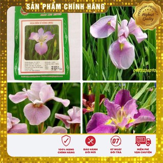 Hạt Giống Hoa Diên Vĩ Hồng