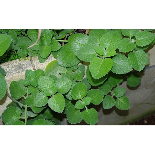 Gói 100 hạt giống cây húng chanh