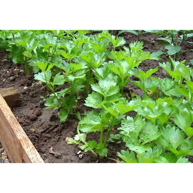 Hạt rau cần lá xanh  - gói 10 gram
