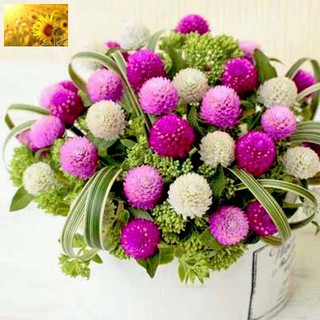 Hạt Giống Hoa Cúc Bách Nhật (200 Hạt) - MUA 3 TẶNG 1 CÙNG LOẠI