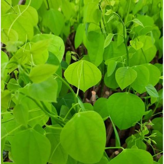 combo 3 cay giong rau bò khai ( rau dược liệu )