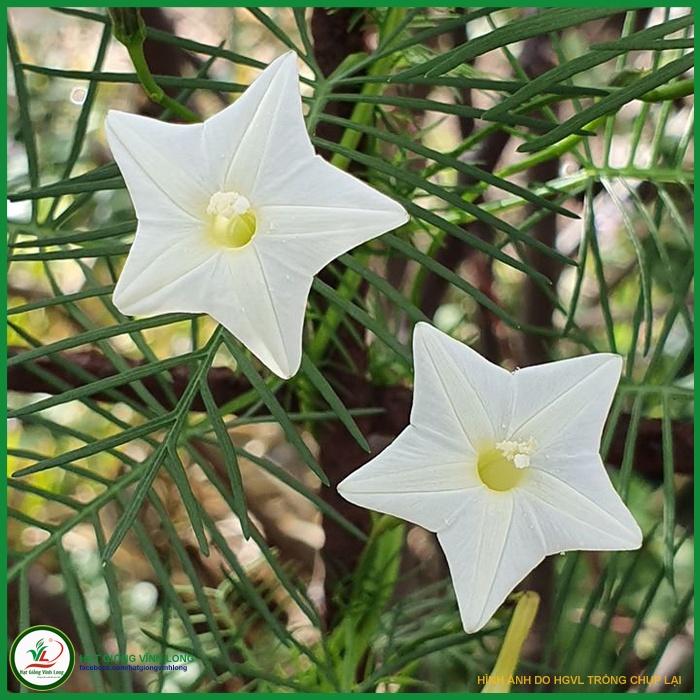 Hạt giống hoa Tóc Tiên màu trắng  - 15 hạt