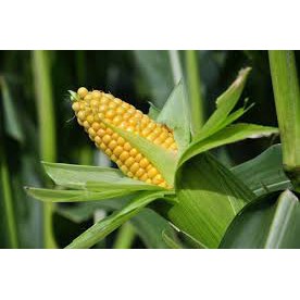 Hạt giống Ngô ngọt F1