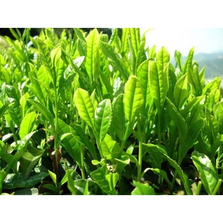 combo 3 cây giống chè    xanh