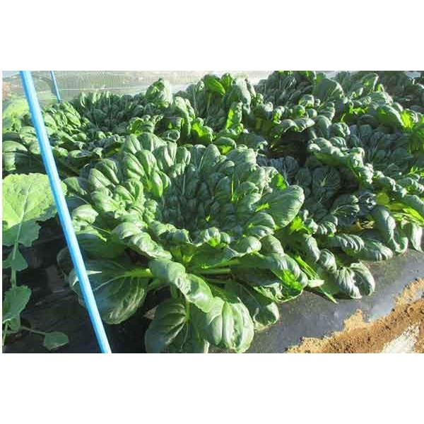 Hạt giống cải hoa hồng Loại F1 siêu dễ trồng chống sâu bệnh tỉ lệ nảy mầm cao