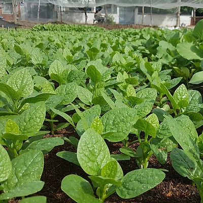 Hạt Giống Mồng Tơi Cao Sản 20gr