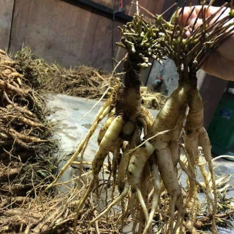 Sâm dây ngọc linh khô Kon Tum, bổ phổi kiện tỳ, bồi bổ 1kg | BigBuy360 - bigbuy360.vn