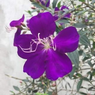 Com bo 10 Cay giống sim tím