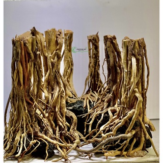 300g Rễ rừng thuỷ sinh