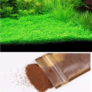 Hạt giống thuỷ sinh trân châu ngọc trai giành cho bể cá, hồ cá thuỷ sinh