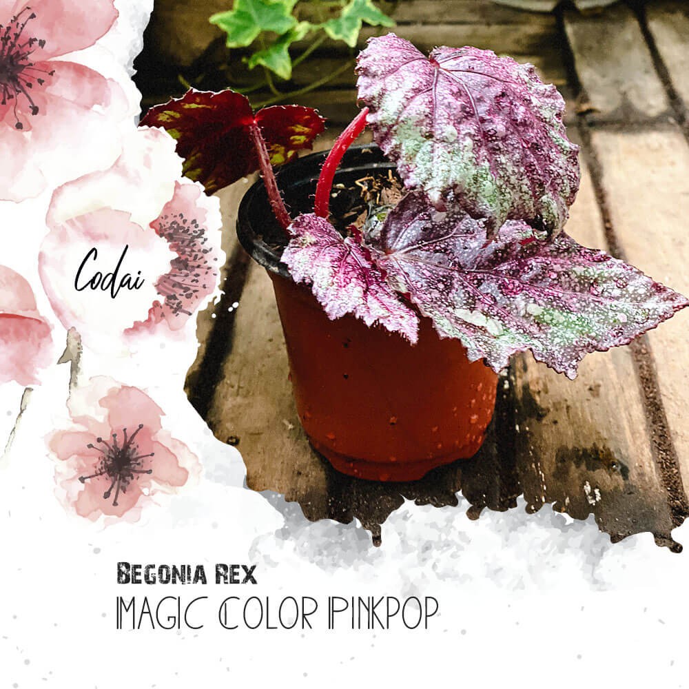 Chậu cây Begonia Rex Magic Color Pinkpop (Thu Hải Đường Rex Magic Color Pinkpop) chậu nhựa