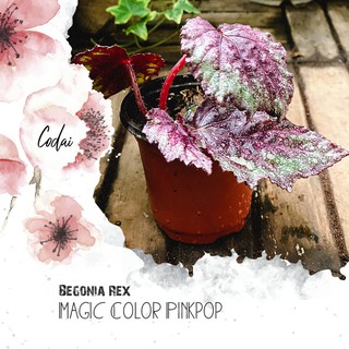 Chậu cây Begonia Rex Magic Color Pinkpop chậu nhựa