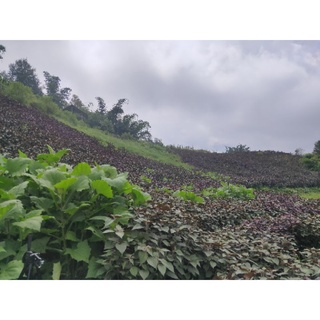 toner Tía Tô SaPa