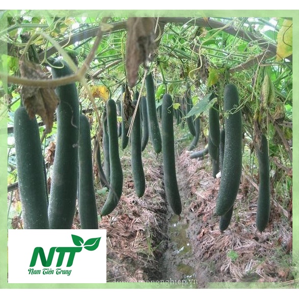 Hạt giống Bí Sặt Cao Sản TN