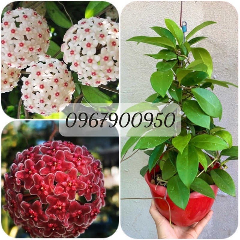 Lan Cẩm cù cây lớn sắp hoa