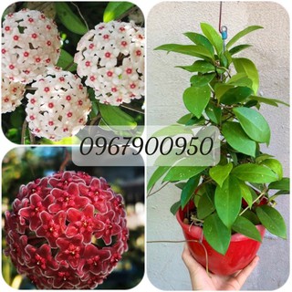 Lan Cẩm cù cây lớn sắp hoa