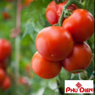 30 hạt giống quả cà chua chịu nhiệt  PHÚ ĐIỀN