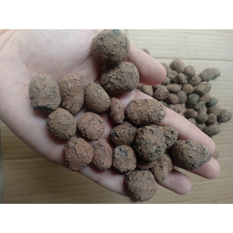 1kg đất nung(sỏi nhẹ) ĐẶNG GIA TRANG