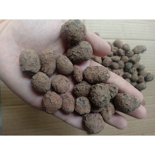 1kg đất nung(sỏi nhẹ) ĐẶNG GIA TRANG