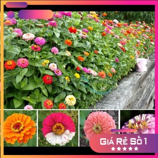 1 lạng - Hạt giống cúc lá nhám kép bông to mix màu