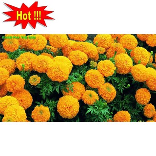 Hạt giống hoa Vạn thọ mỹ mix (50 hạt)