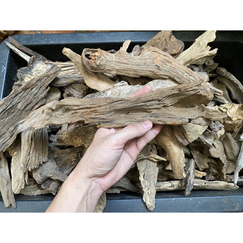 Lũa thuỷ sinh - Săn đá